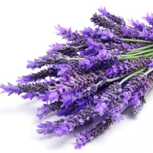 lavanda flores